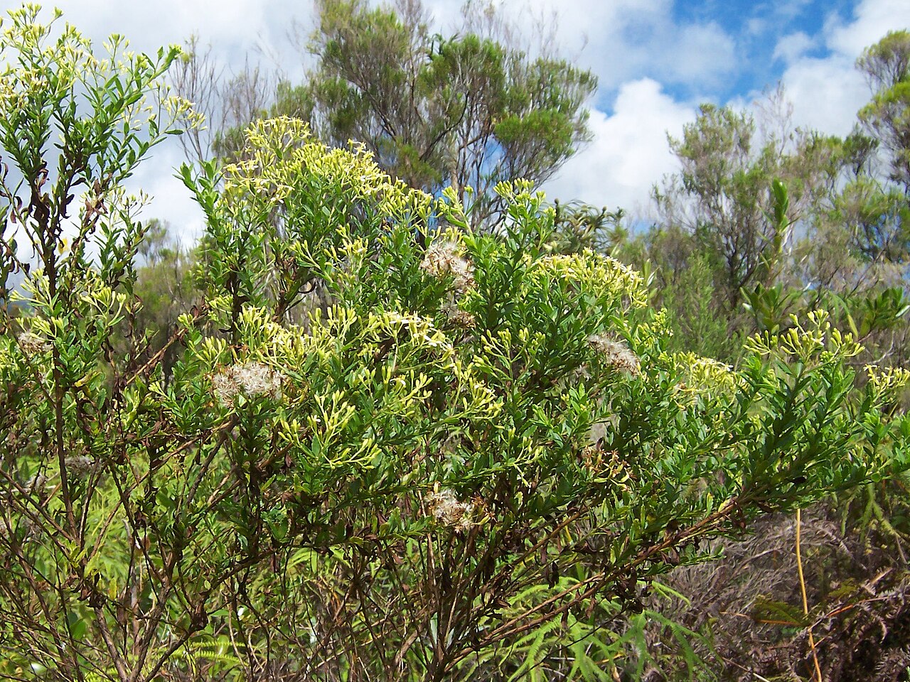 Arbuste en fleurs