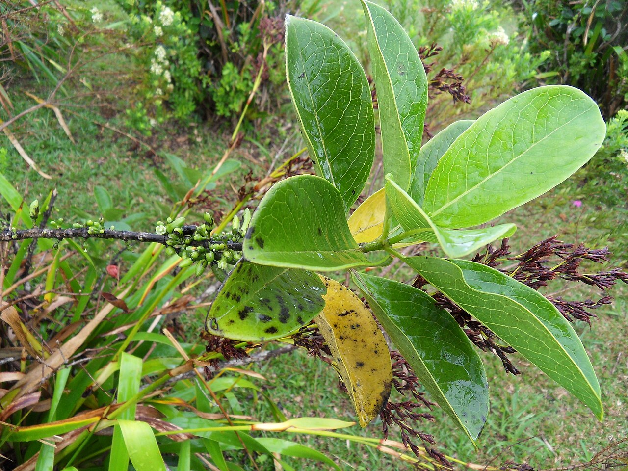 Bois de piment au belvédère de l’Éden