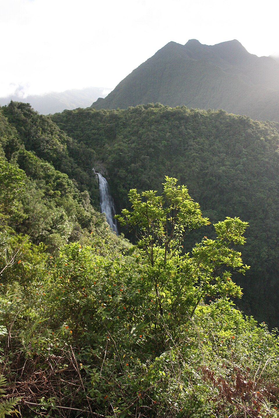 La cascade du Chien dans la forêt de Bras-Panon