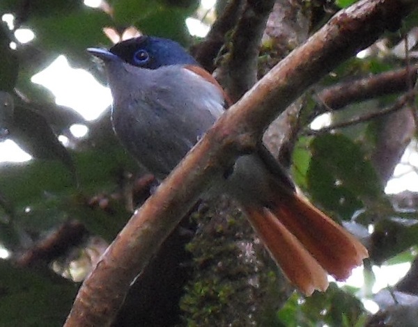 Oiseau la Vierge mâle, dans les Hauts de Bras-Panon