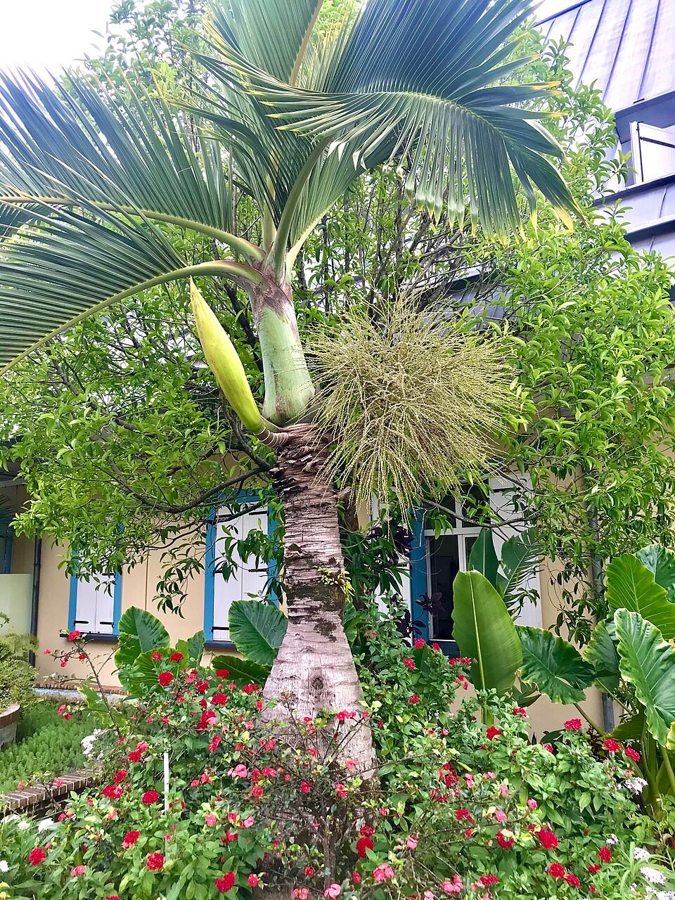 Palmier bonbonne à la mairie de Bras-Panon