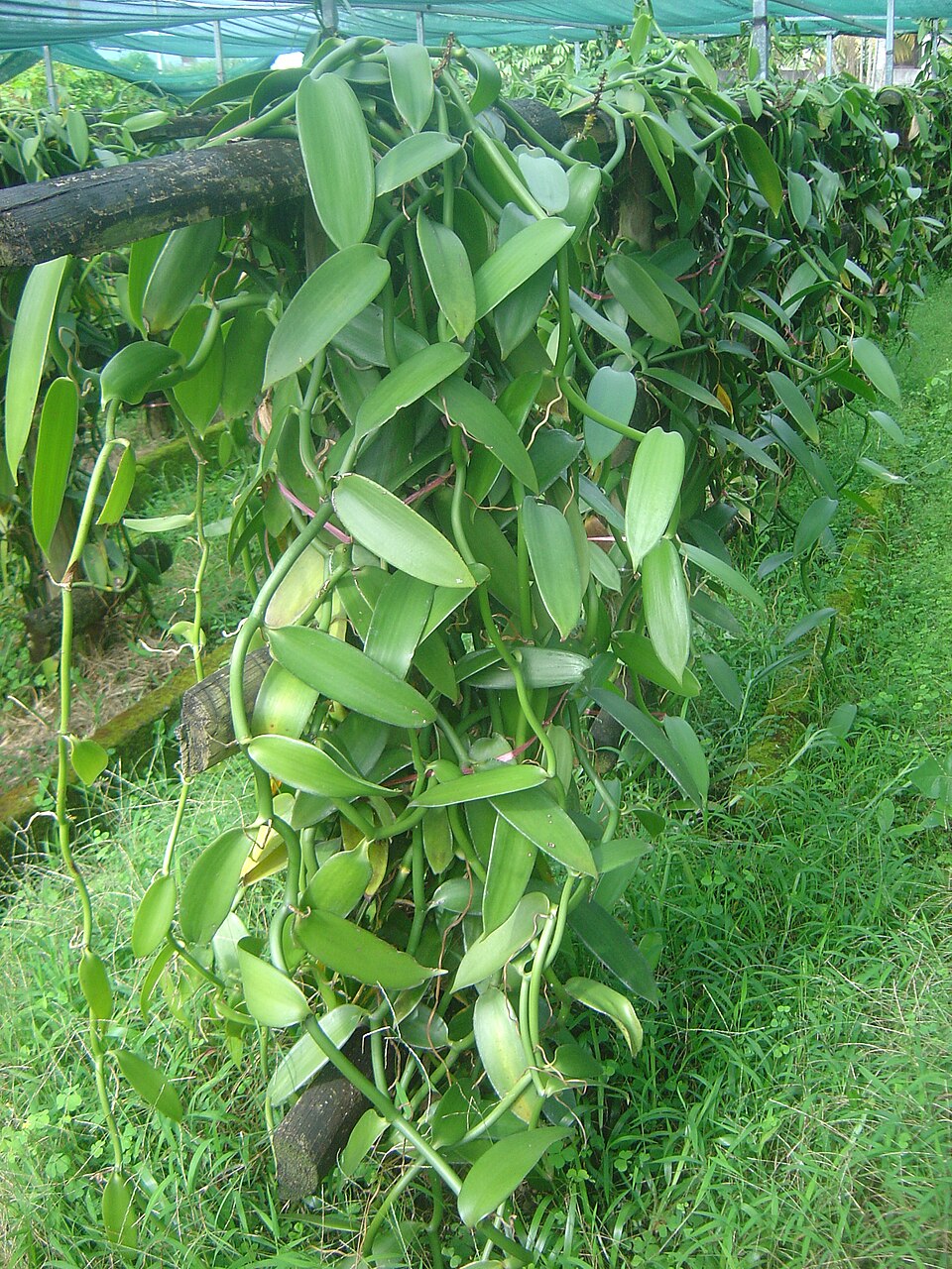 Plantation de vanille sous ombrière, à la coopérative de Bras-Panon