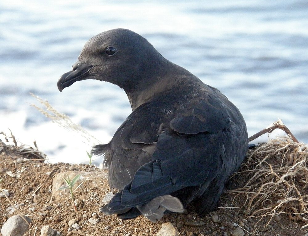 Pétrel noir de Bourbon photographié lors d’un relâcher : un plumage sombre et un bec bien différent de celui du paille-en-queue.