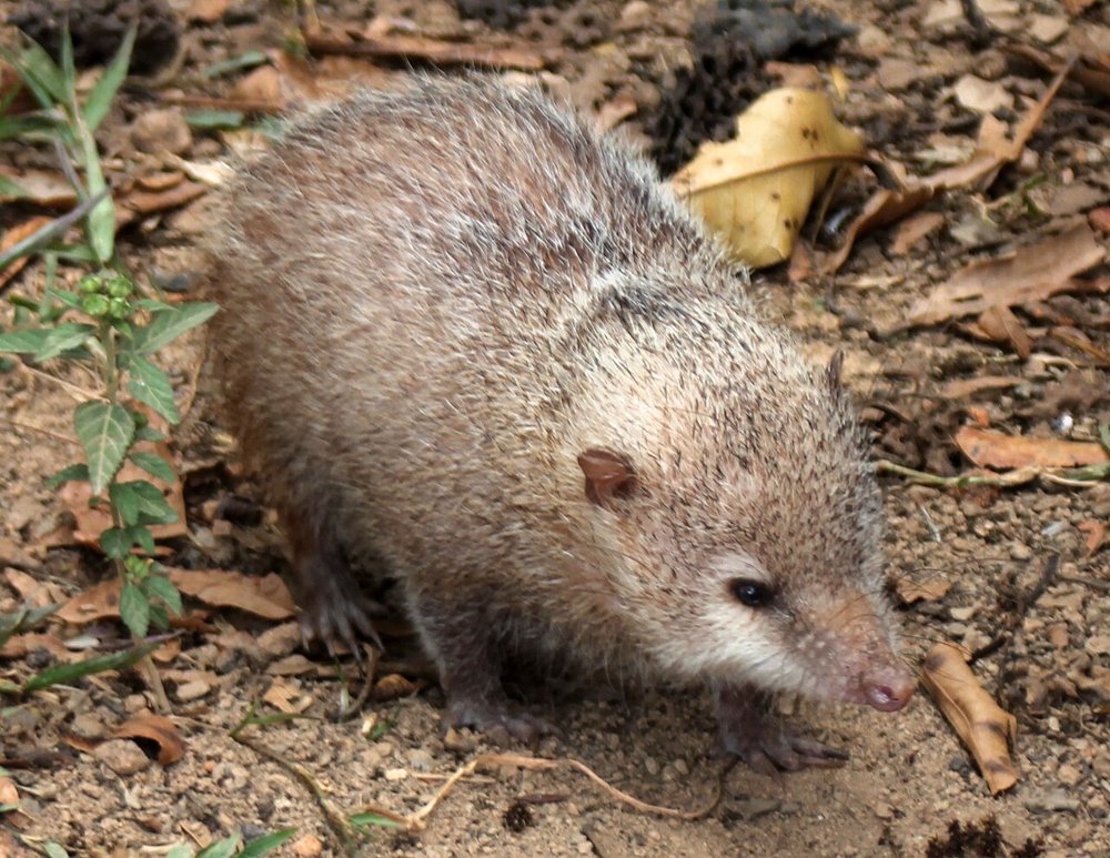 Un tangue à la réserve de Peyrieras, à Madagascar : museau allongé et pelage mêlé de poils raides.
