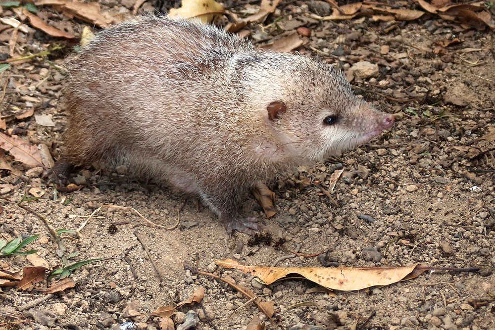Vue de profil à Peyrieras, à Madagascar : la silhouette du tangue ne se réduit pas à ses piquants.