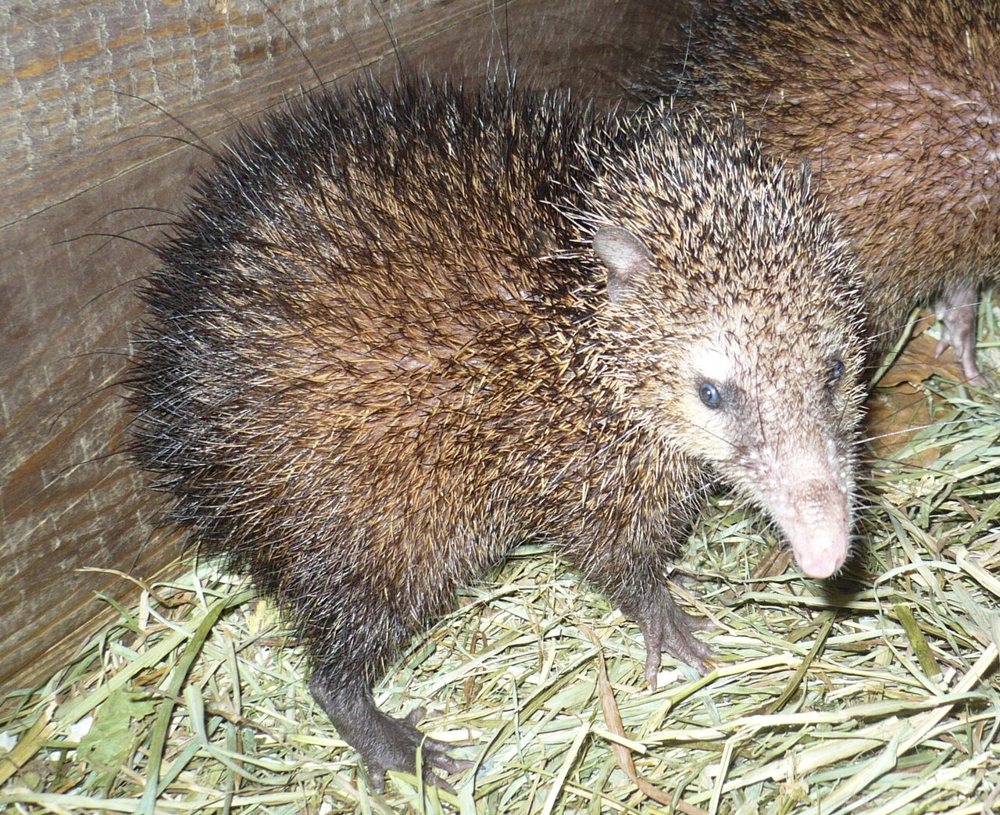 Tenrec ecaudatus en posture défensive : la crête de piquants dressés. Photographie comparative de l’espèce.