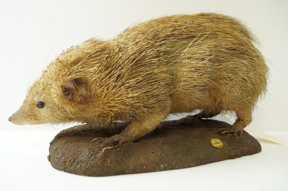 Un tangue naturalisé des collections du World Museum de Liverpool : un document de musée, pas un animal photographié vivant.