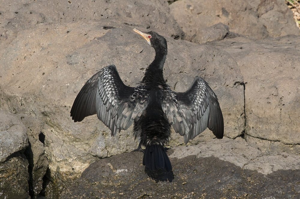 Un cormoran africain ailes étendues au lac Baringo, au Kenya : une scène actuelle ailleurs, pas une observation réunionnaise.