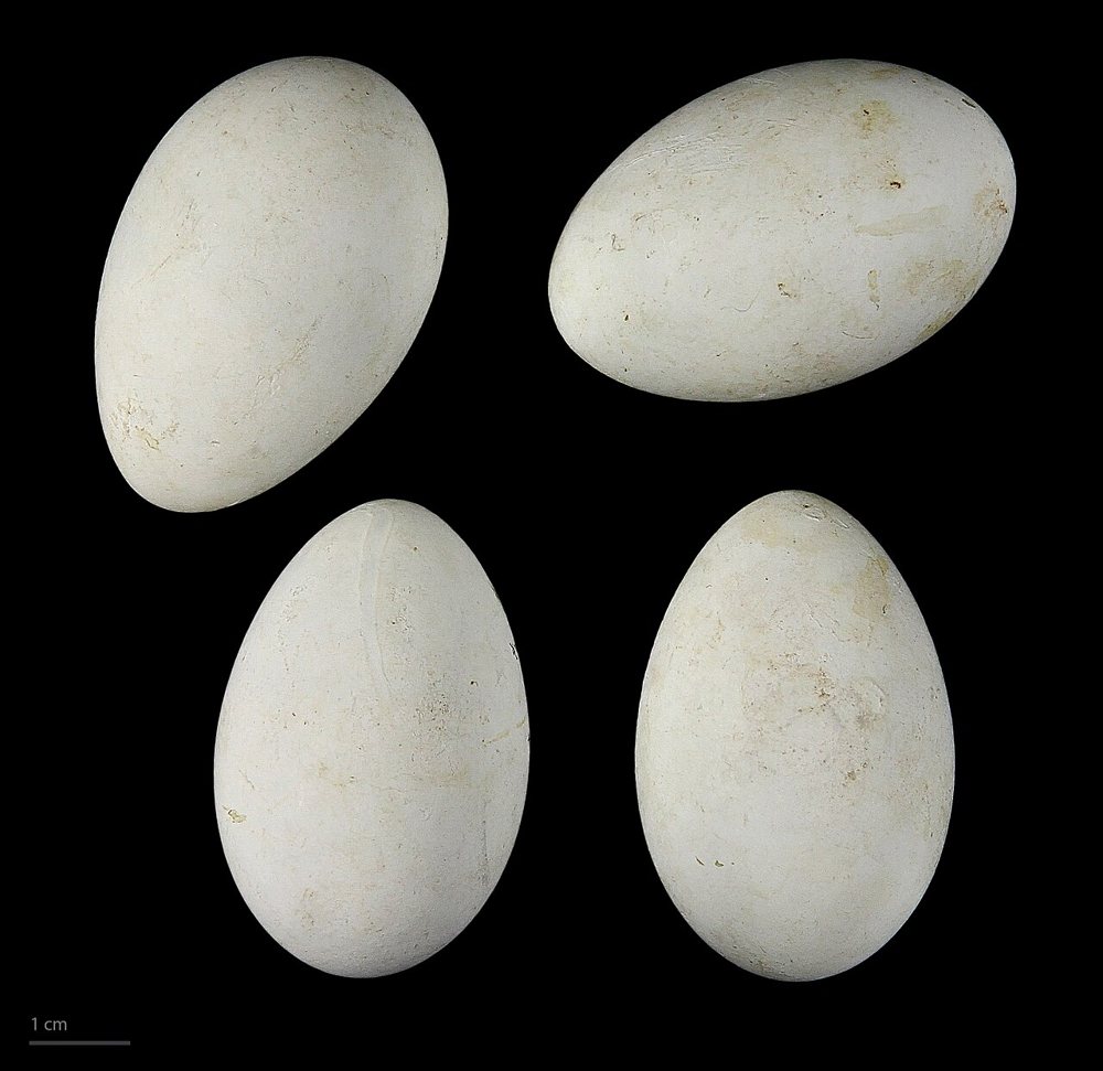 Œufs de cormoran africain, collection Jacques Perrin de Brichambaut, Muséum de Toulouse. Ce document ne provient pas d’un nid réunionnais.