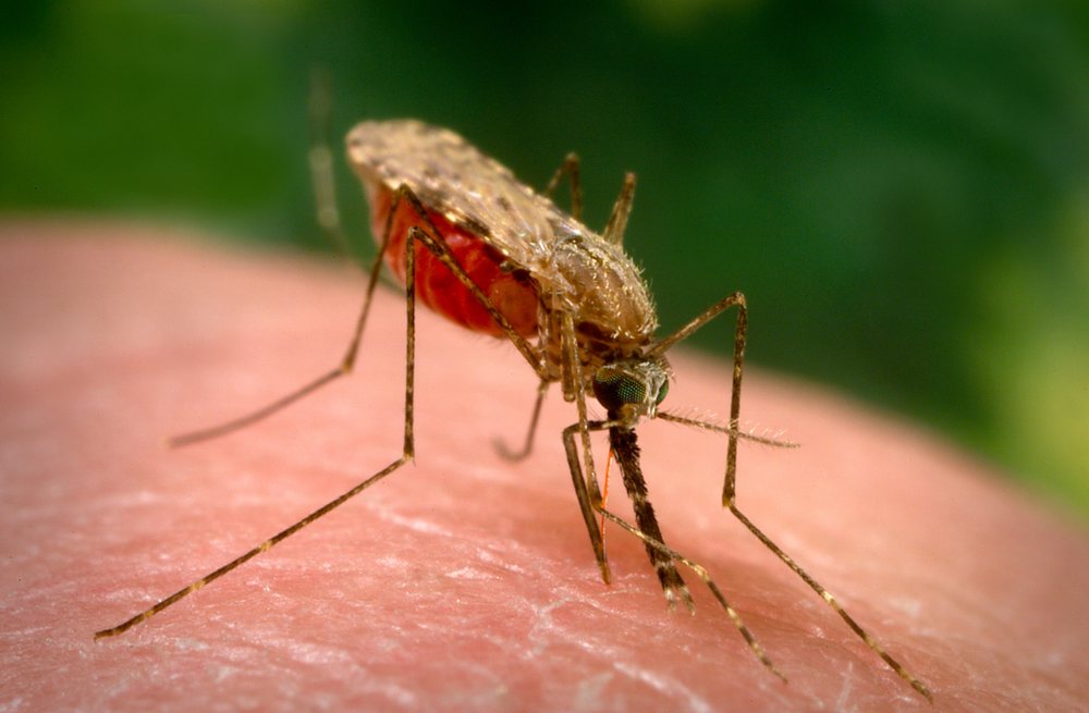 Femelle d’Anopheles arabiensis lors d’un repas sanguin. Document entomologique des CDC ; il ne s’agit pas d’une photographie prise à La Réunion.