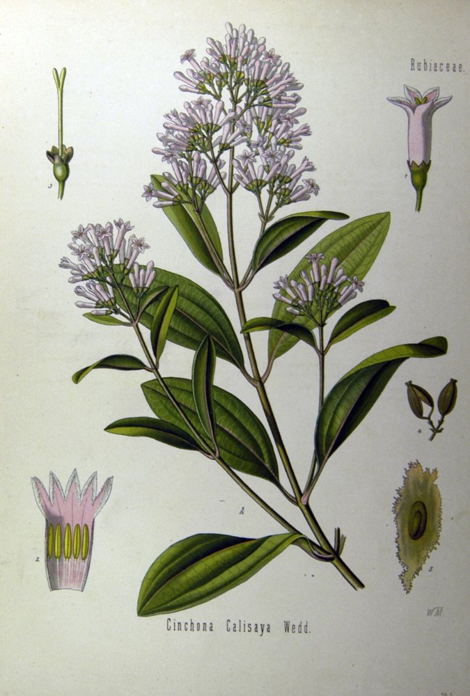 Quinquina jaune, Cinchona calisaya : planche botanique ancienne de l’atlas de Köhler, document du domaine public.
