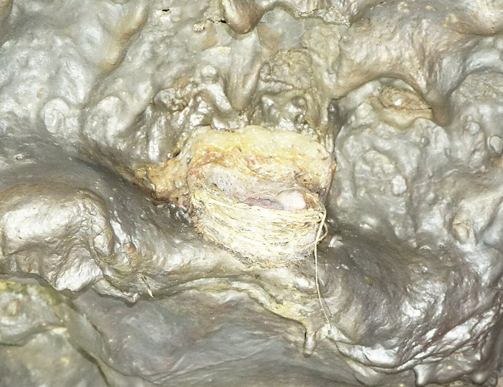 Un nid de salangane fixé à la roche ; photographie documentaire, sans indication d’accès.