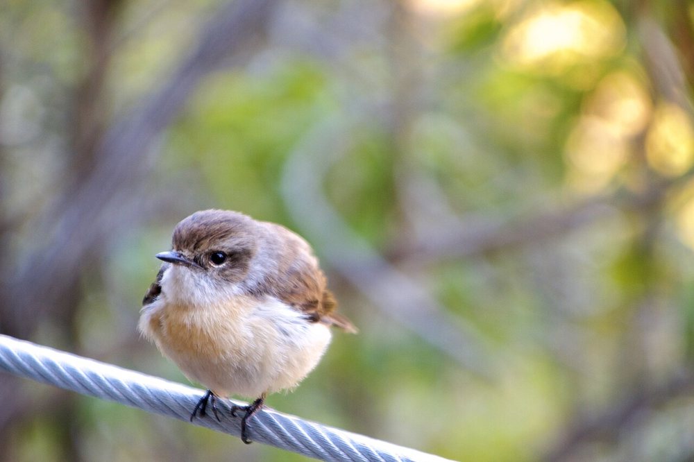 Près d’Aurère, un plumage brun : femelle ou mâle immature, selon l’identification du photographe.