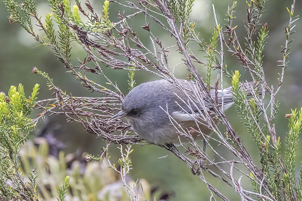 Un petit passereau réunionnais aux plumages variables selon les régions de l’île.