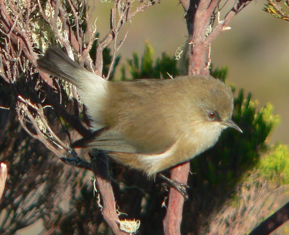 À la Plaine des Chicots, un oiseau au milieu des branches.