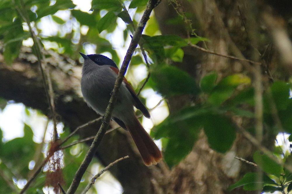Dans le cirque de Cilaos, l’oiseau apparaît entre les branches et les ombres du sous-bois.