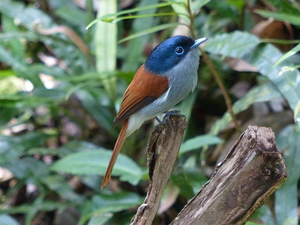 Le bleu autour de l’œil se distingue sur ce portrait photographié à La Réunion.