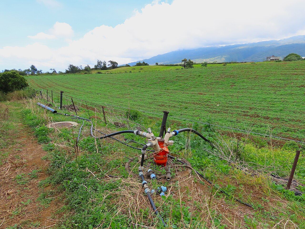 Borne d’irrigation orange et tuyaux noirs au bord d’un champ vert, avec les montagnes à l’horizon.