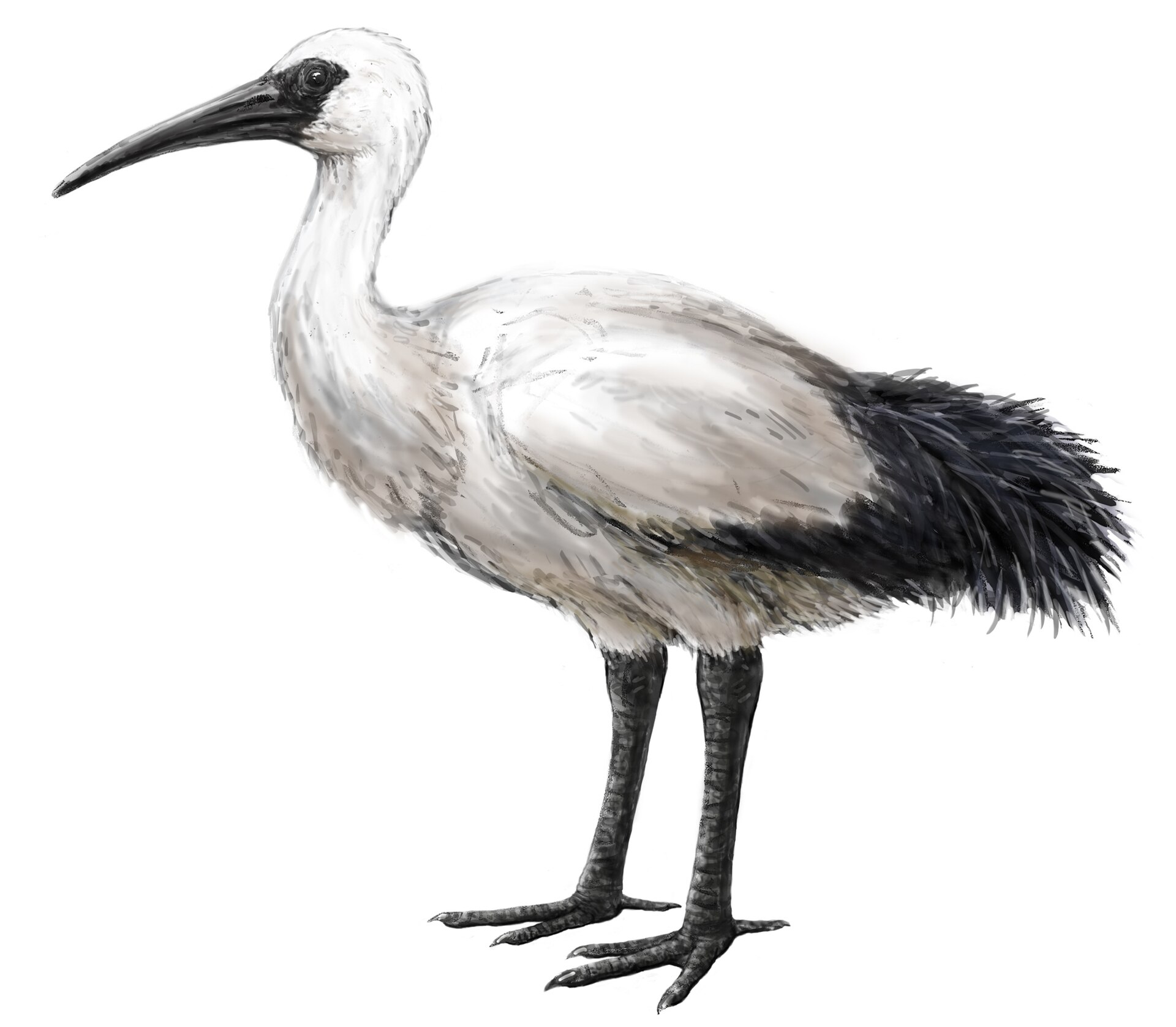 Reconstitution de l’ibis de La Réunion : une représentation d’une espèce disparue, pas une observation ni une photographie de l’oiseau vivant.