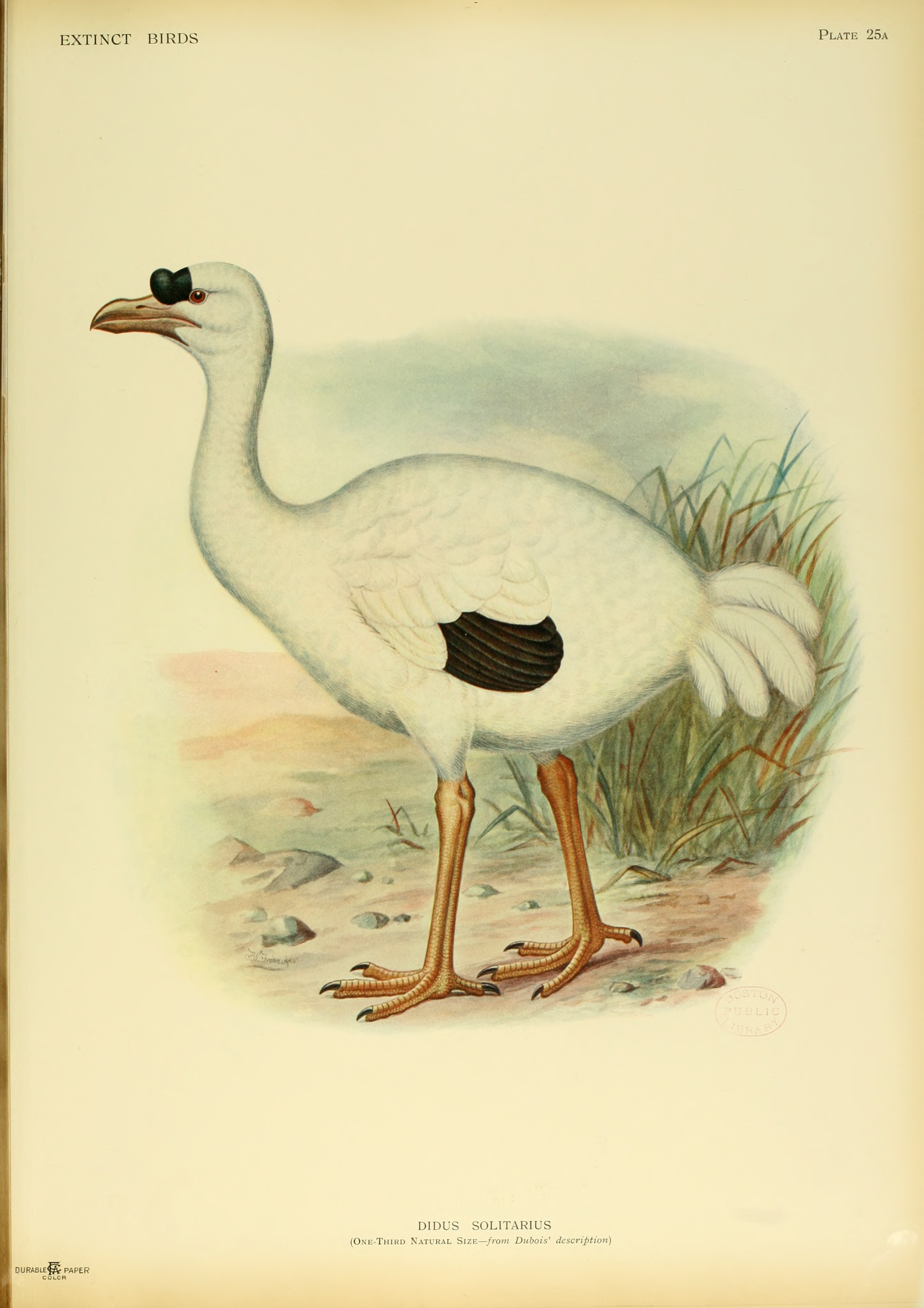 Didus solitarius, planche de 1907.