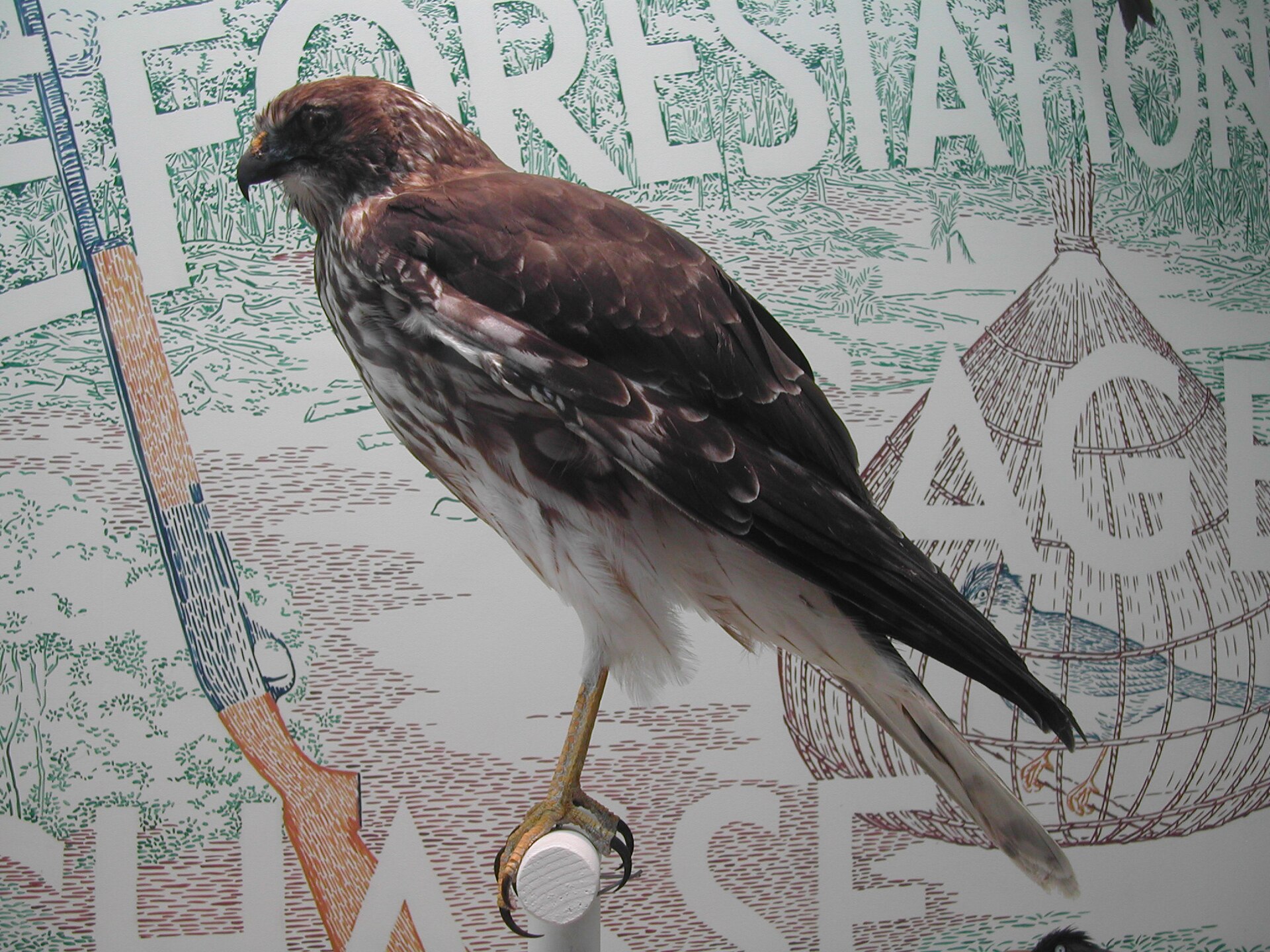 Papangue naturalisé, au muséum.