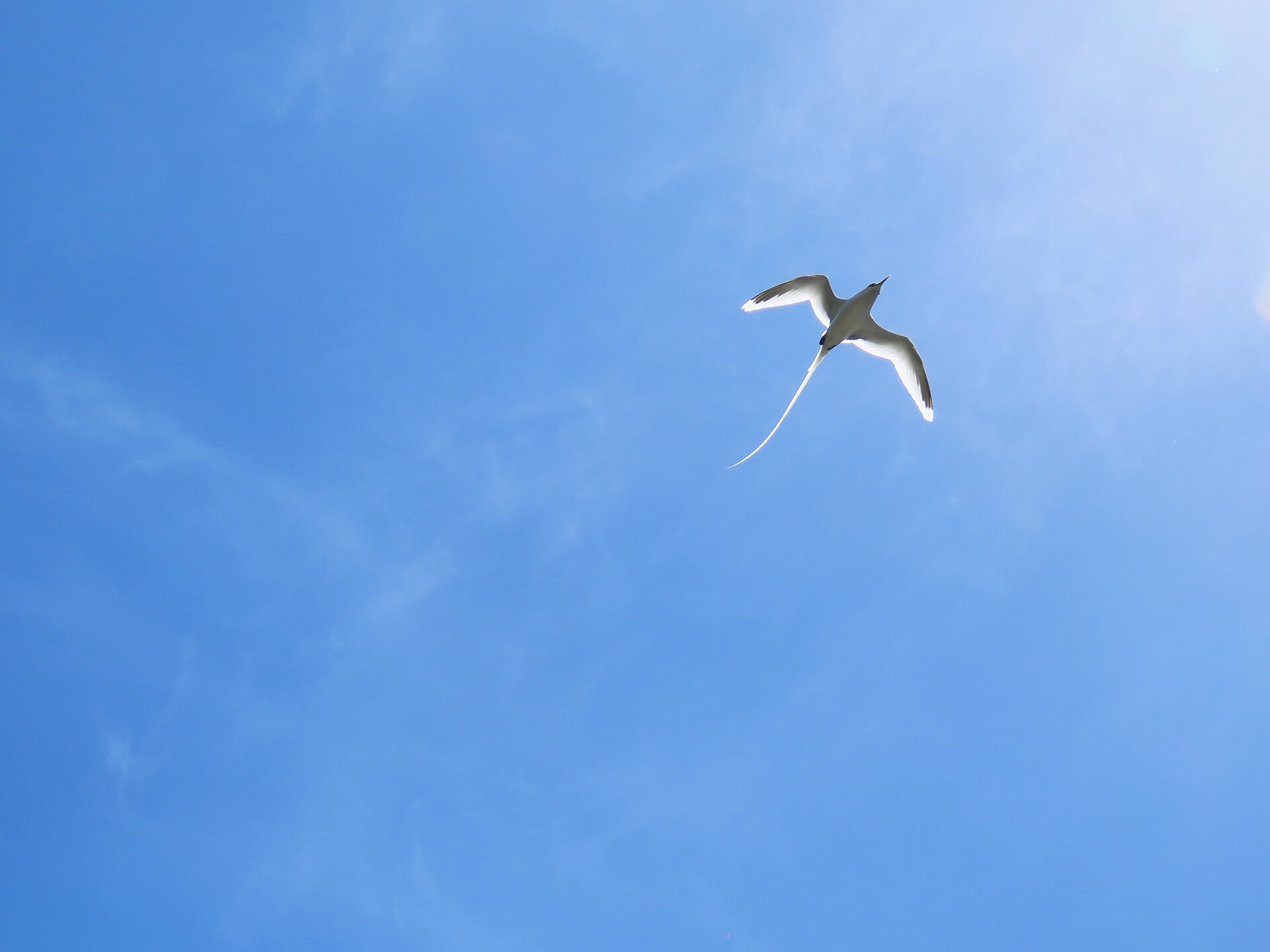 Le phaéton à brins blancs, photographié à Langevin.