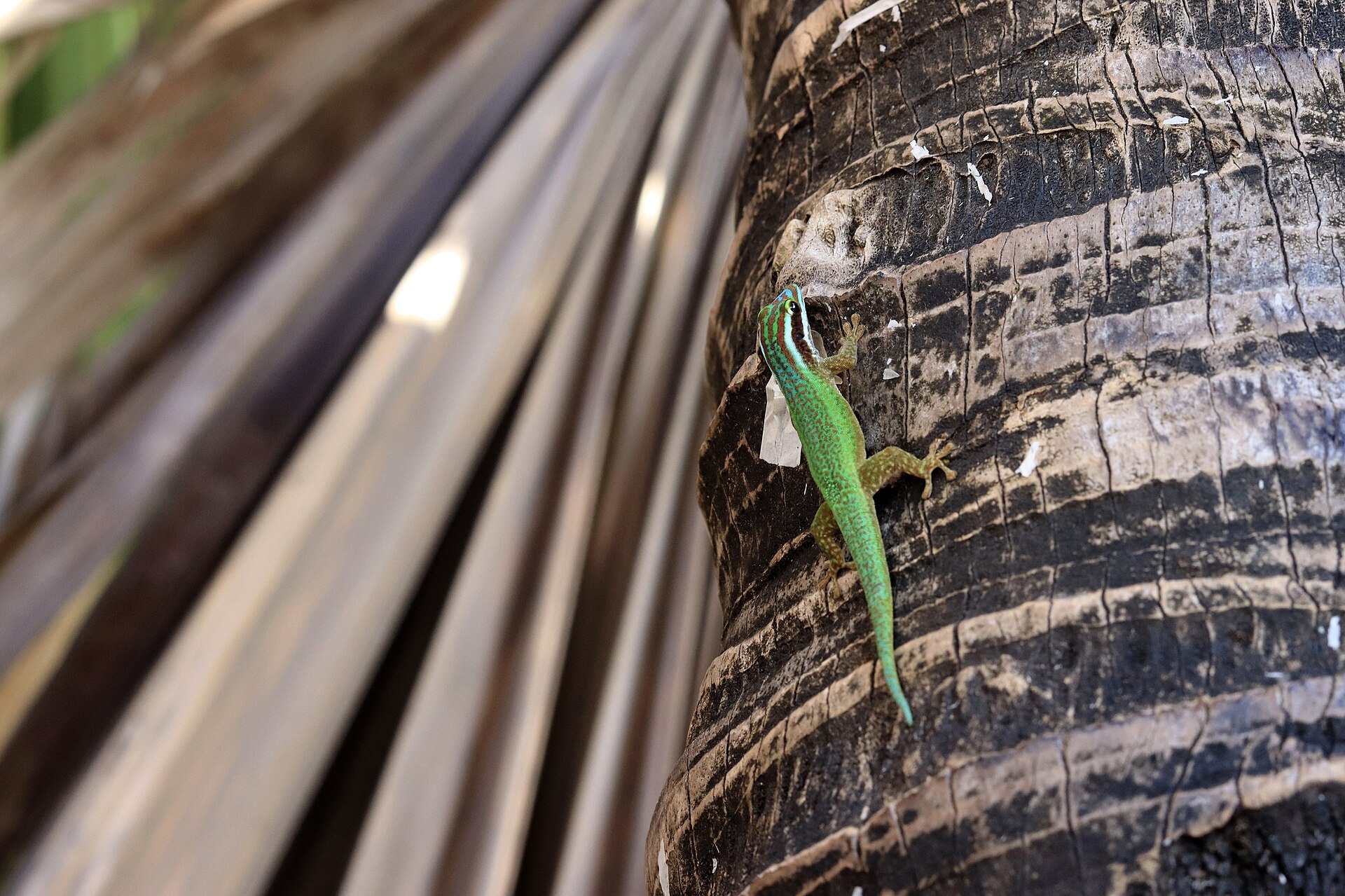 Gecko vert de Manapany sur une écorce de vacoa.