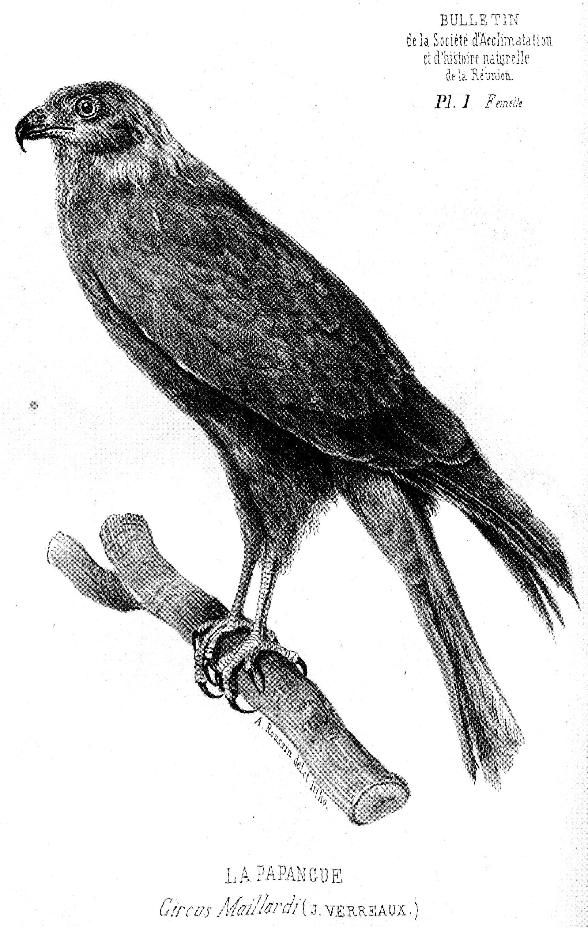 Gravure ancienne d’une femelle de papangue par Antoine Louis Roussin.