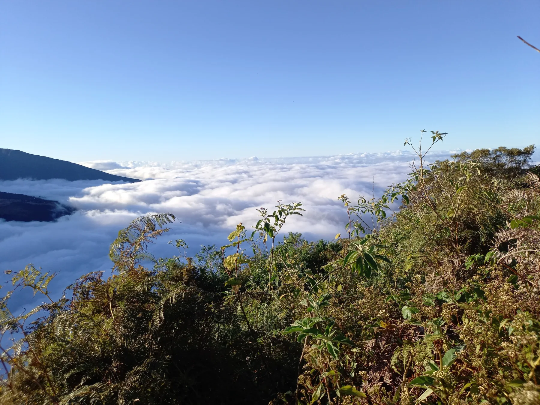Végétation des Hauts et mer de nuages