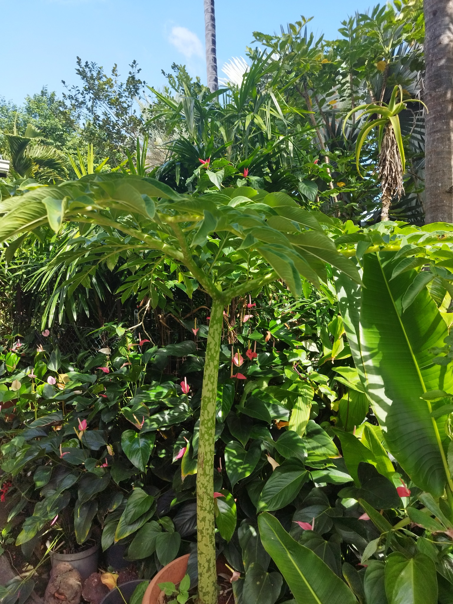 Amorphophallus sp. — photo de terrain