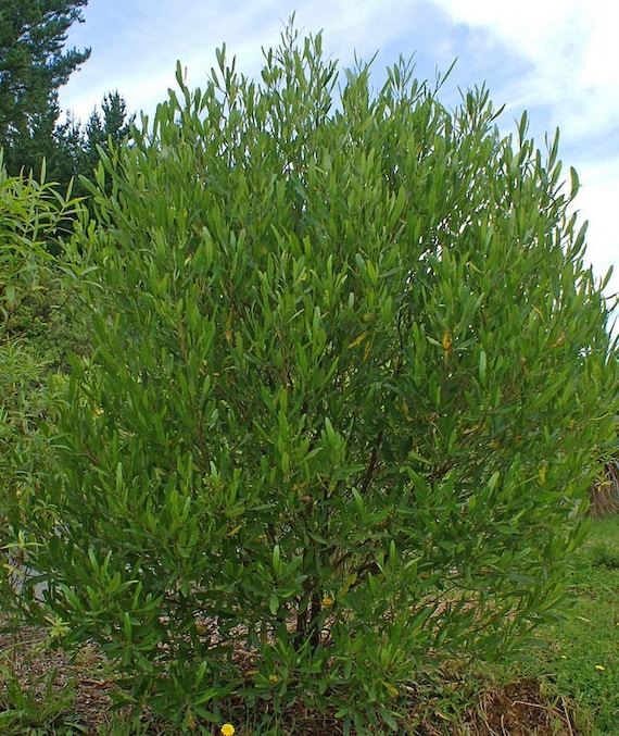 Bois de reinette / Bwa d’arnette — photo de terrain