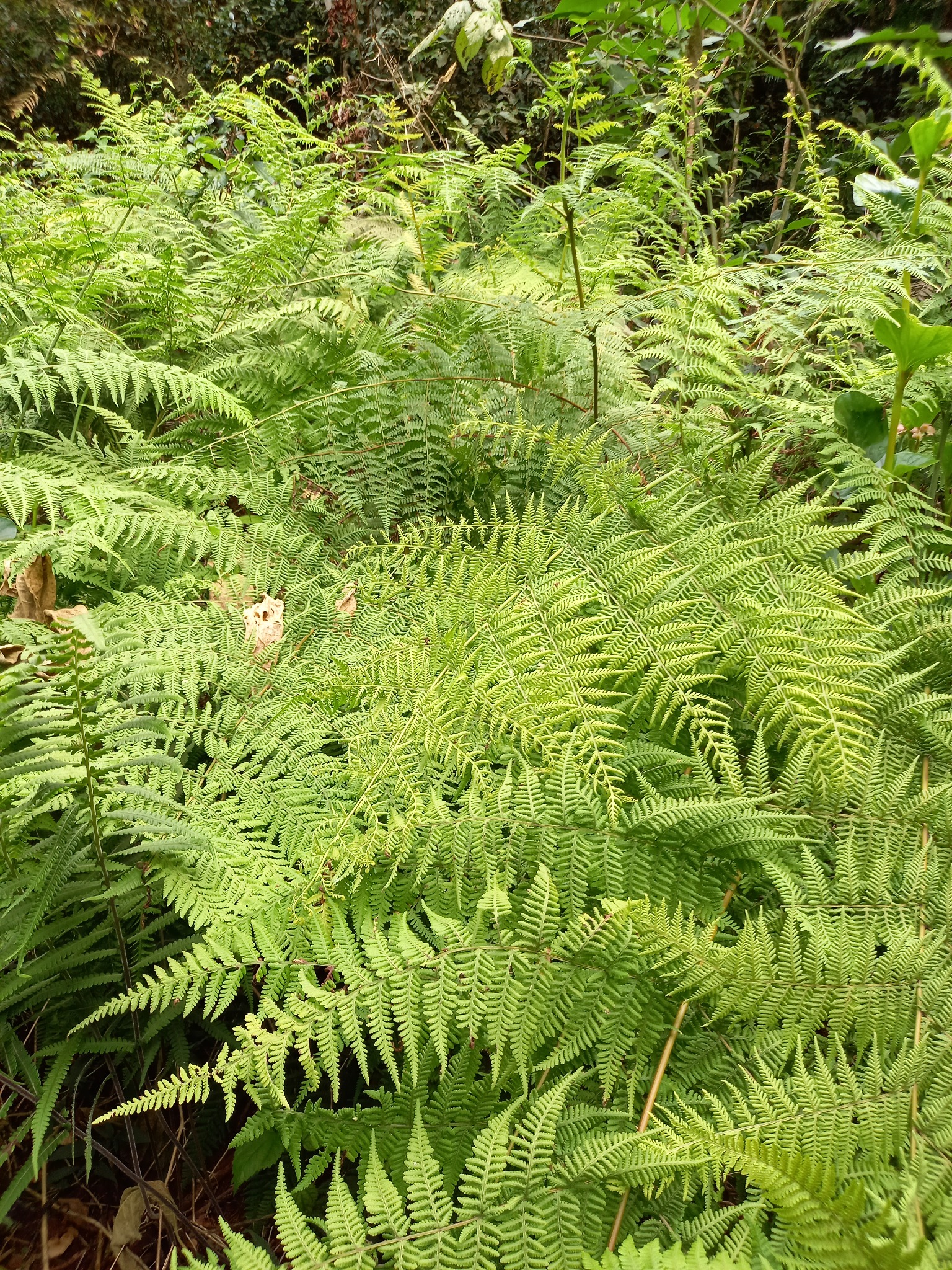 Fougère aigle ? — photo de terrain