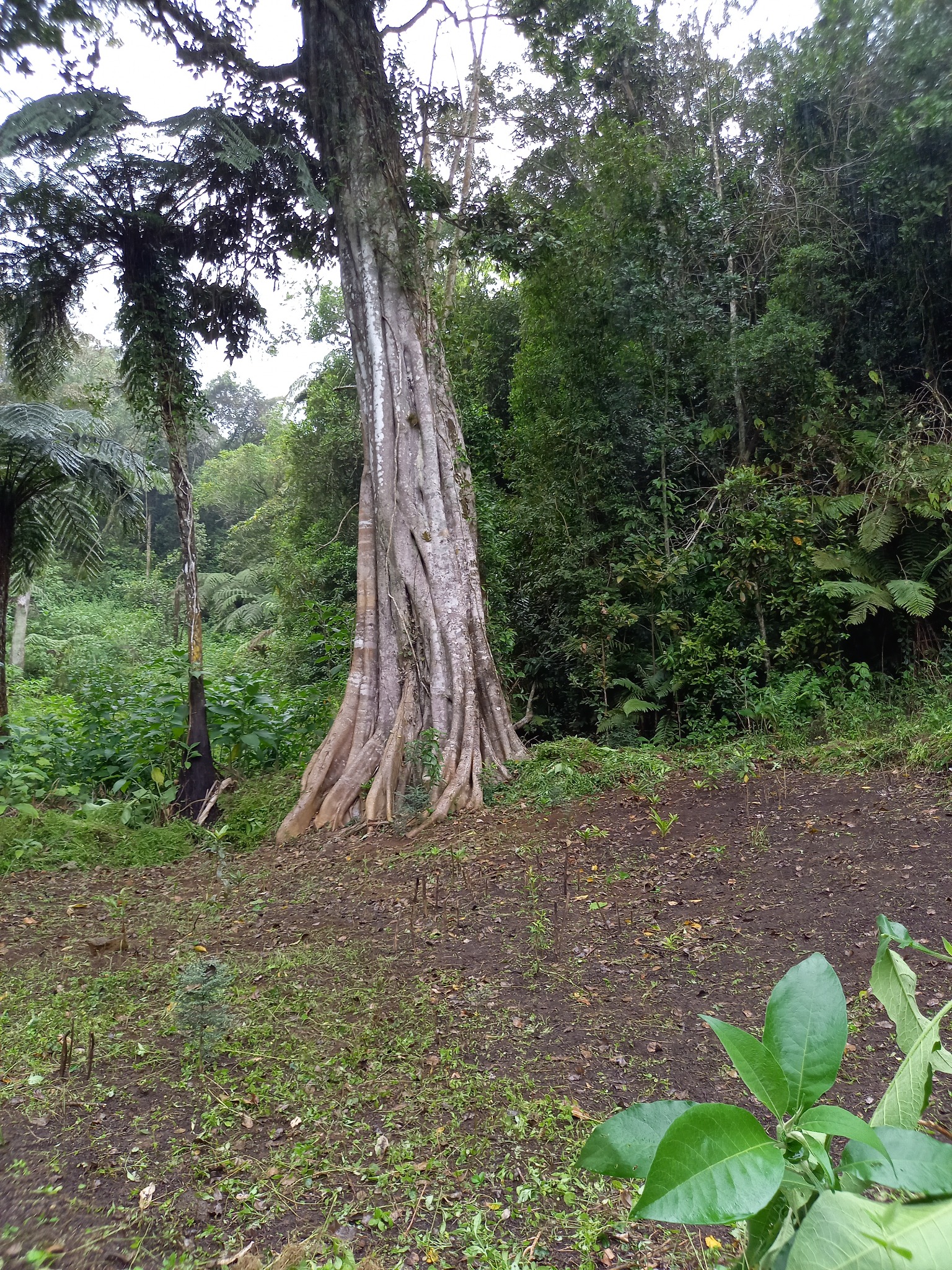 Grand arbre forestier — photo de terrain
