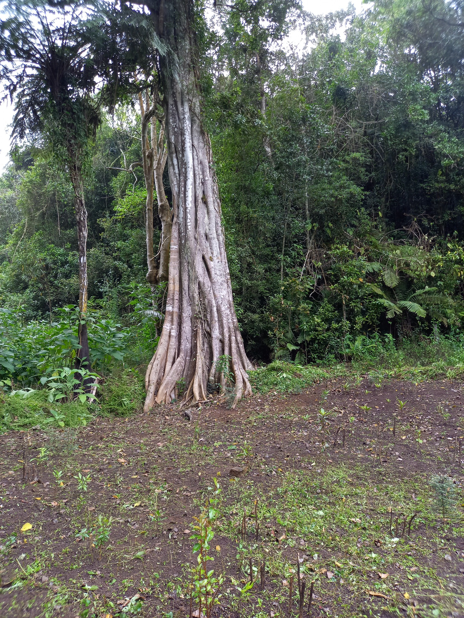 Grand arbre forestier — photo de terrain