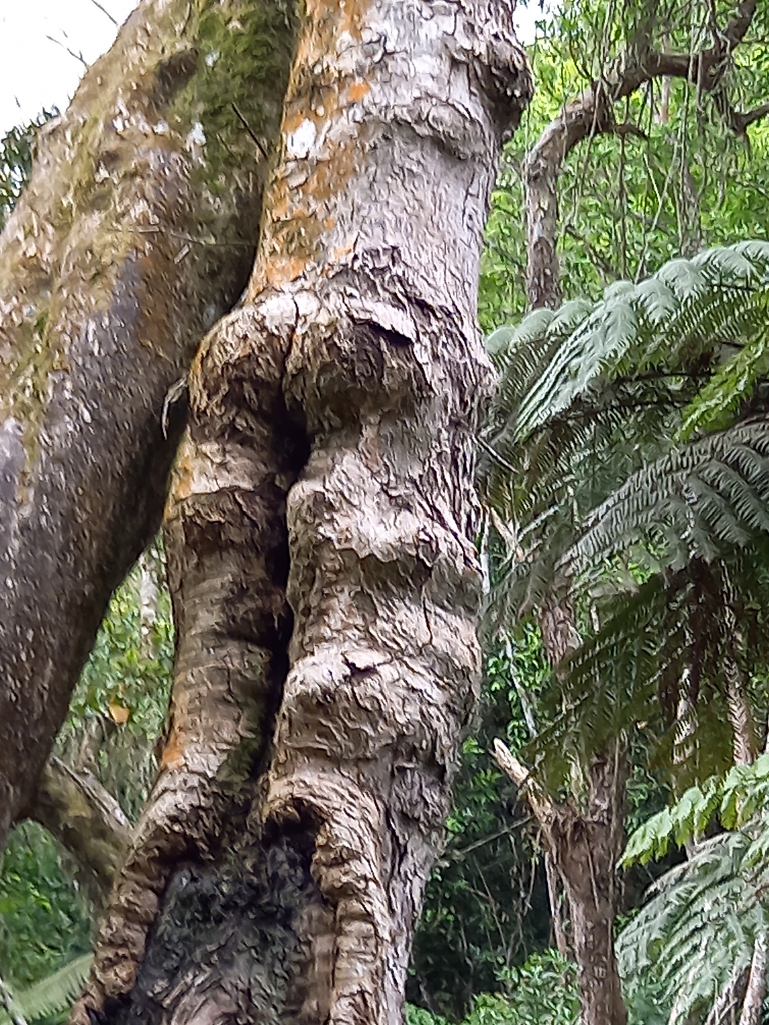 Grand arbre forestier — photo de terrain