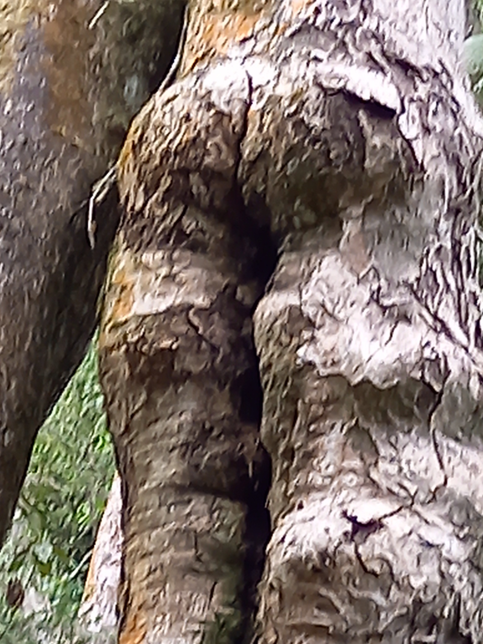 Grand arbre forestier — photo de terrain