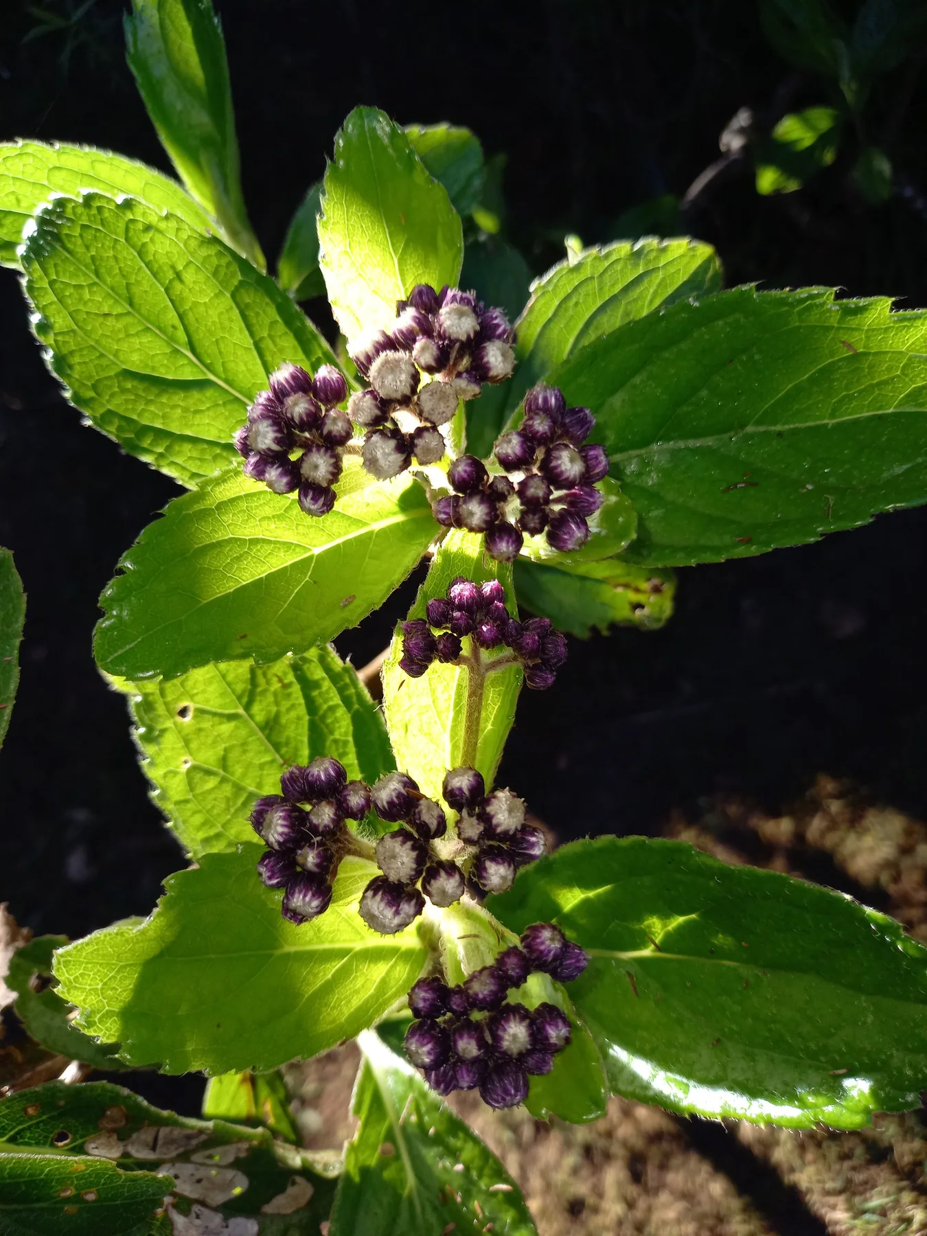 Bouillon blanc — photo de terrain