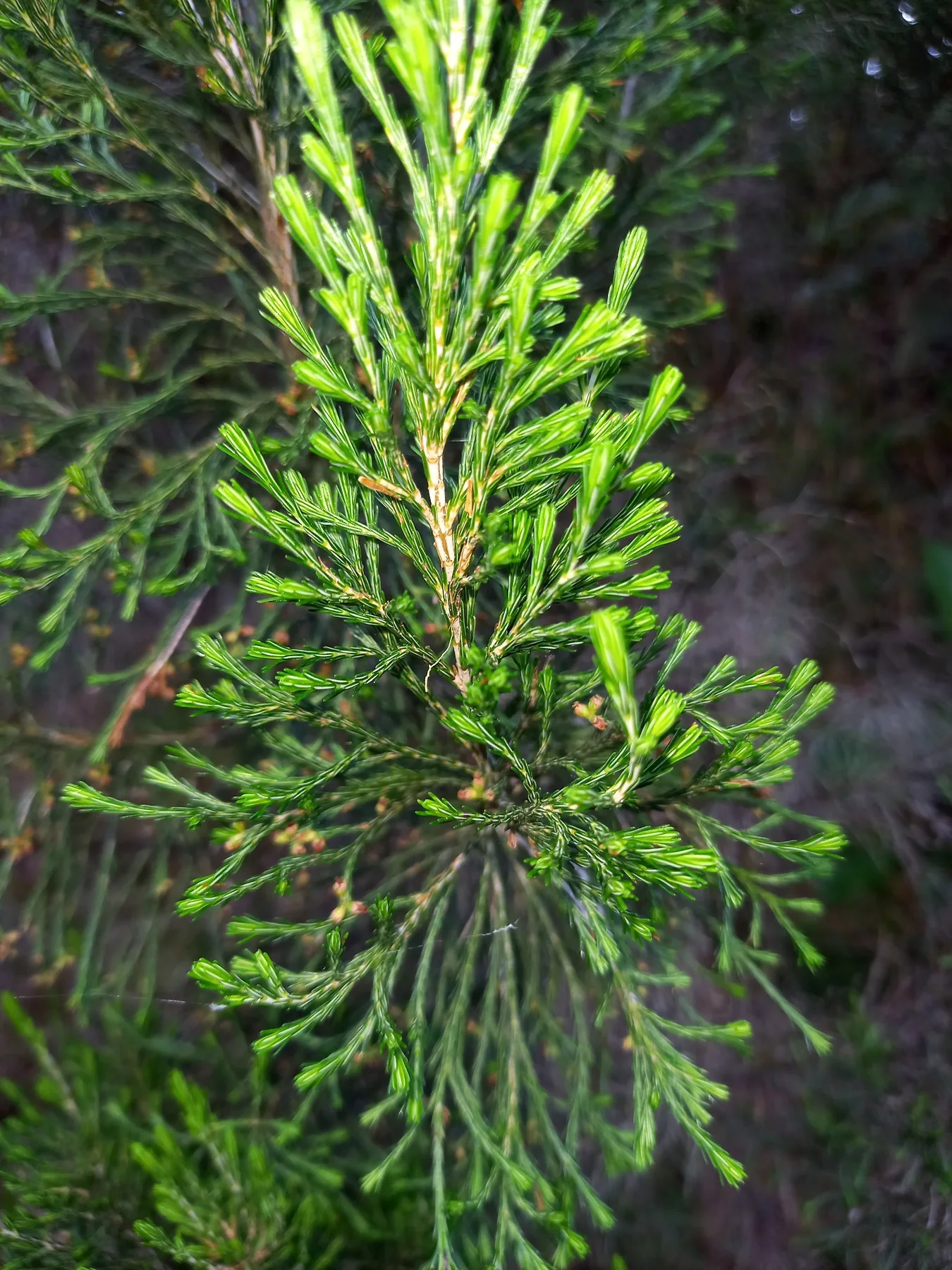 Branle vert — photo de terrain