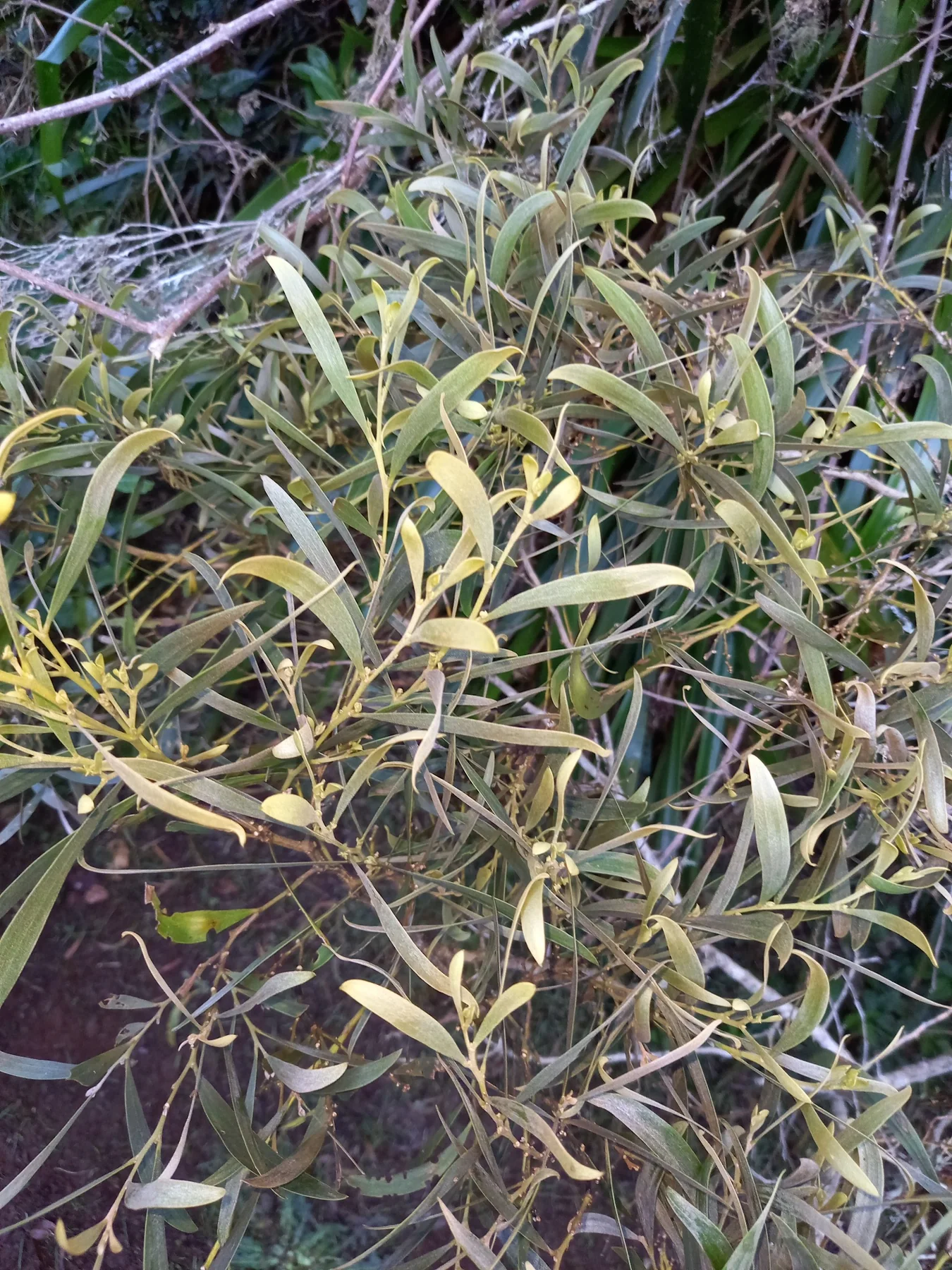 Bwa d’olive — photo de terrain
