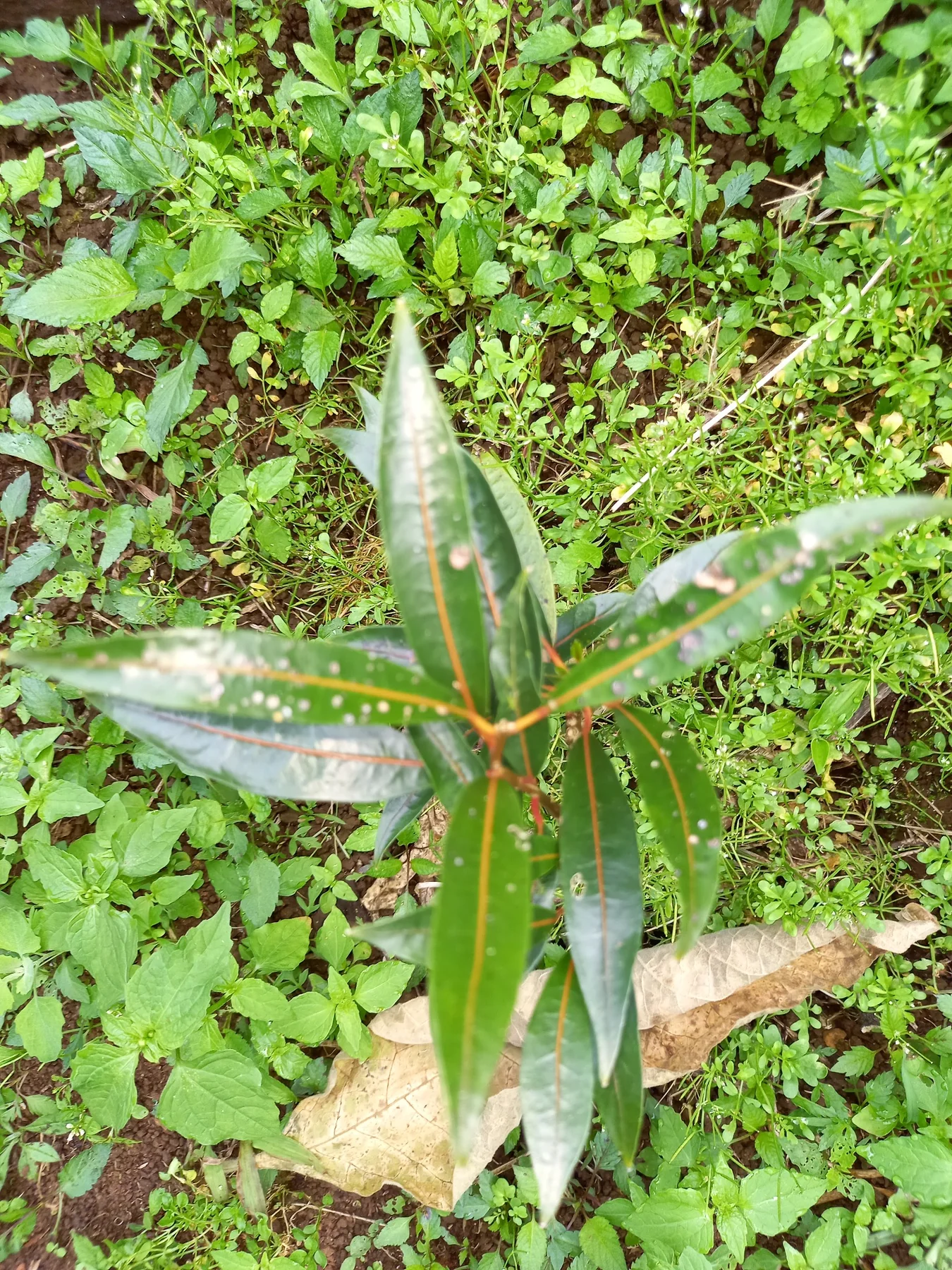 Bwa de pintade — photo de terrain
