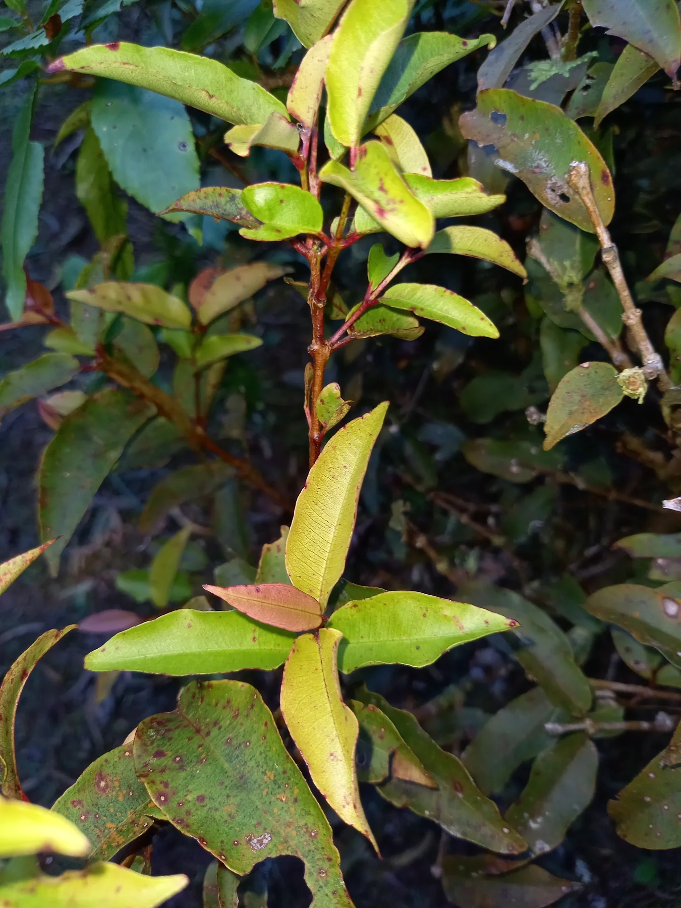 Bwa de pomme rouge — photo de terrain