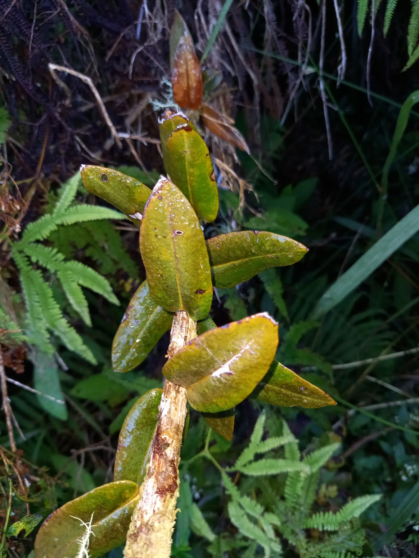 Bwa de rempart — photo de terrain