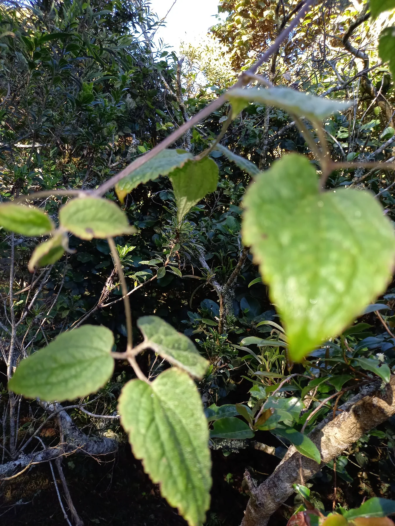 Bwa de source — photo de terrain