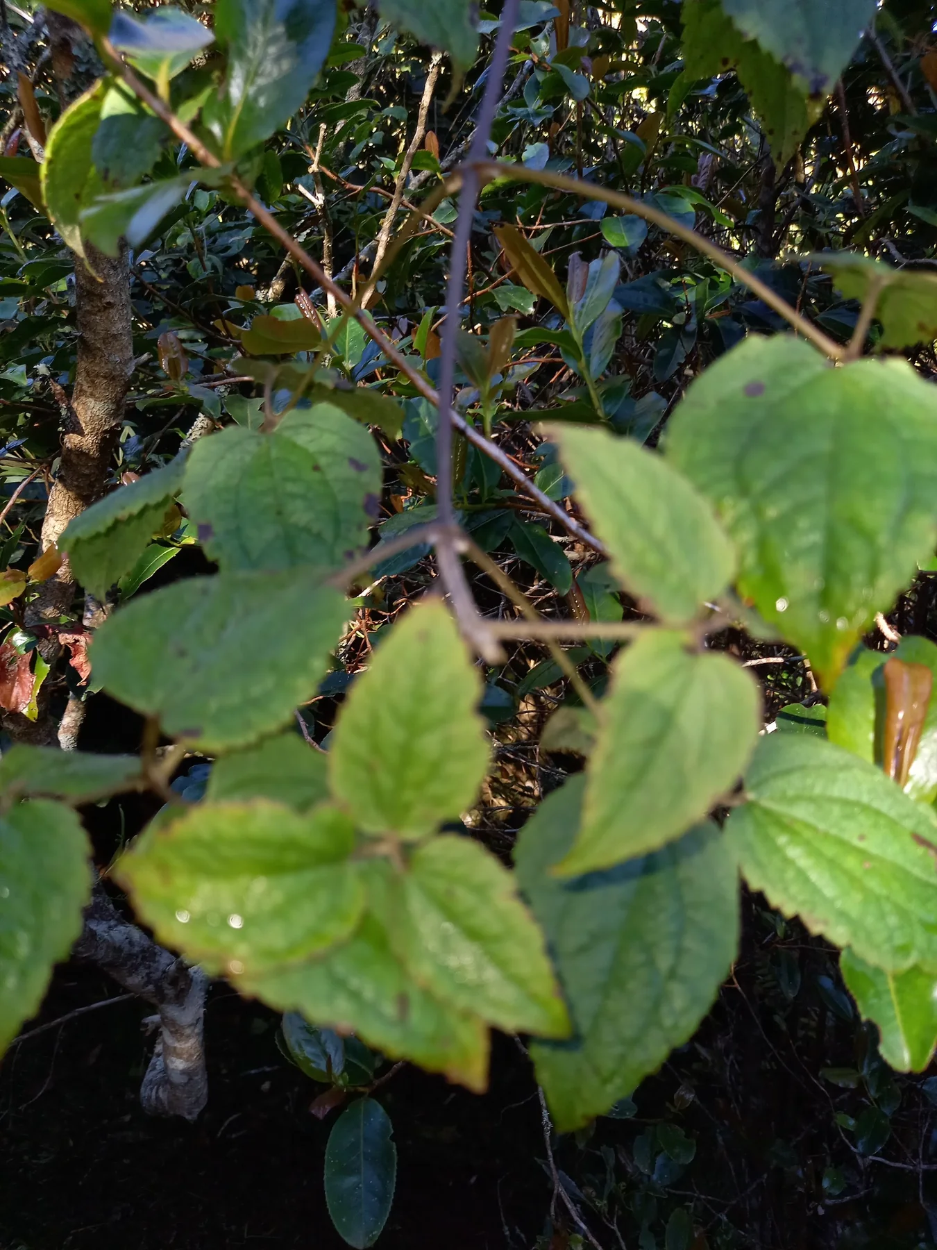 Bwa de source — photo de terrain