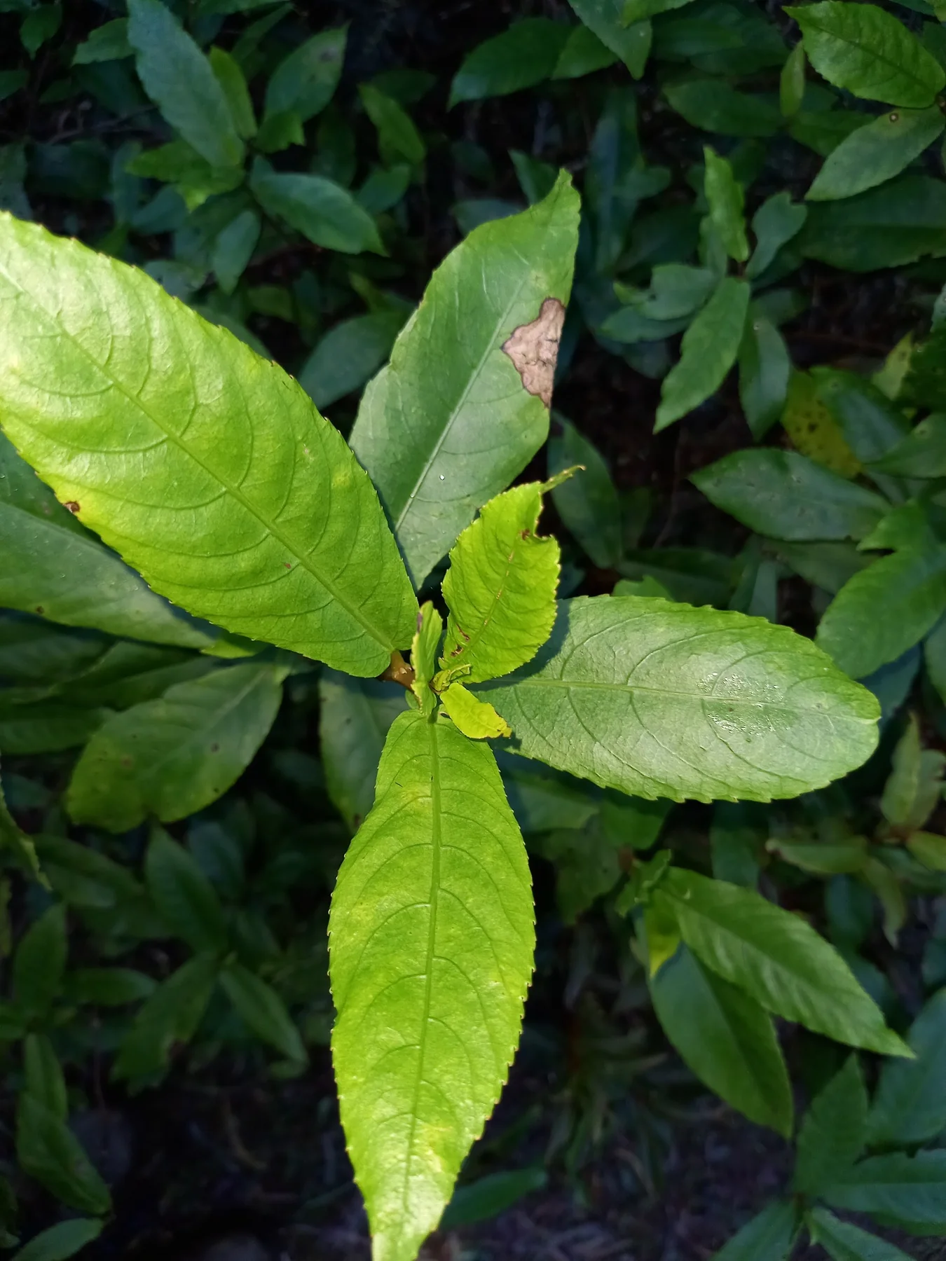 Bwa de violon — photo de terrain