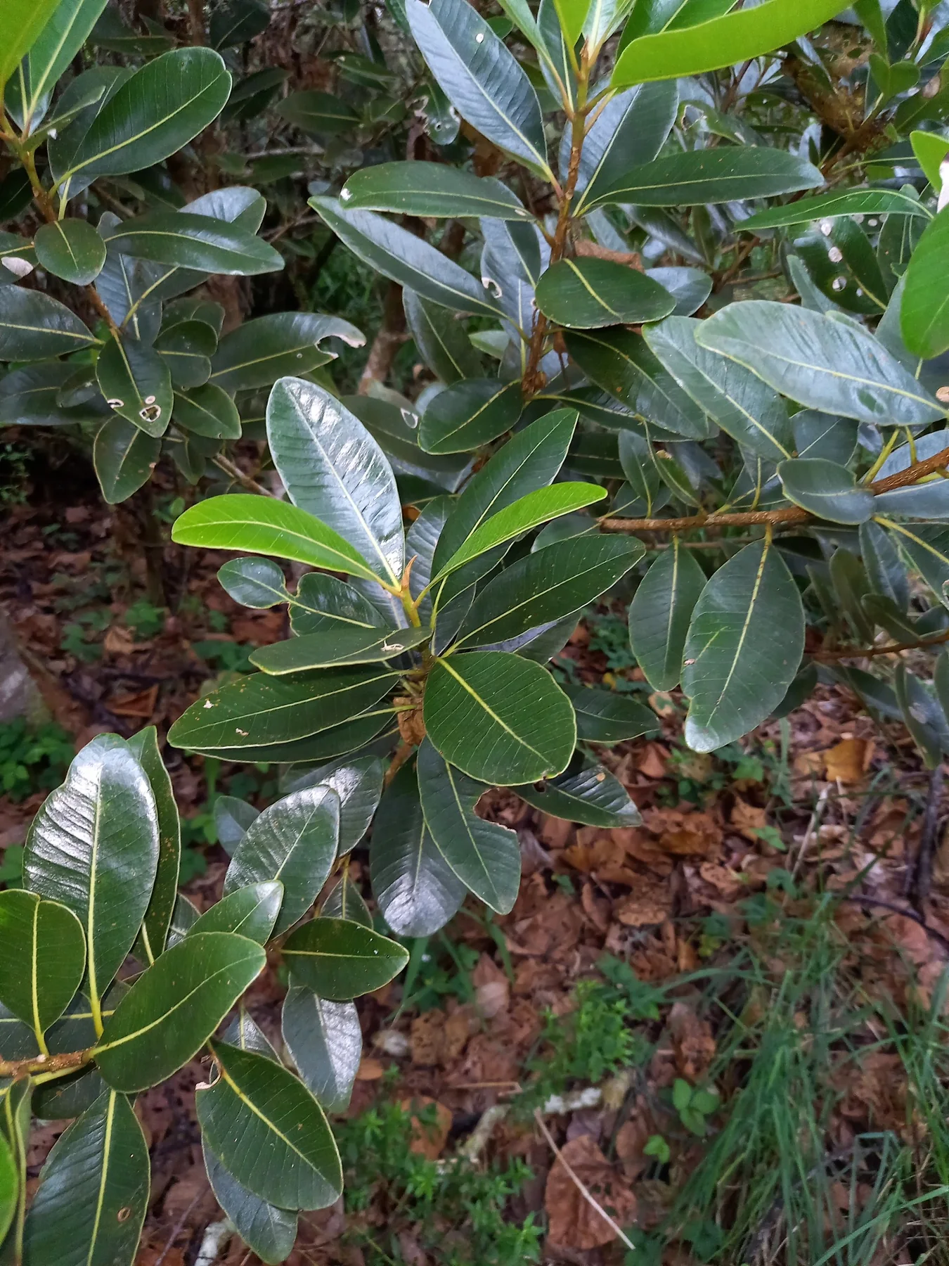 Bwa fer bâtard — photo de terrain