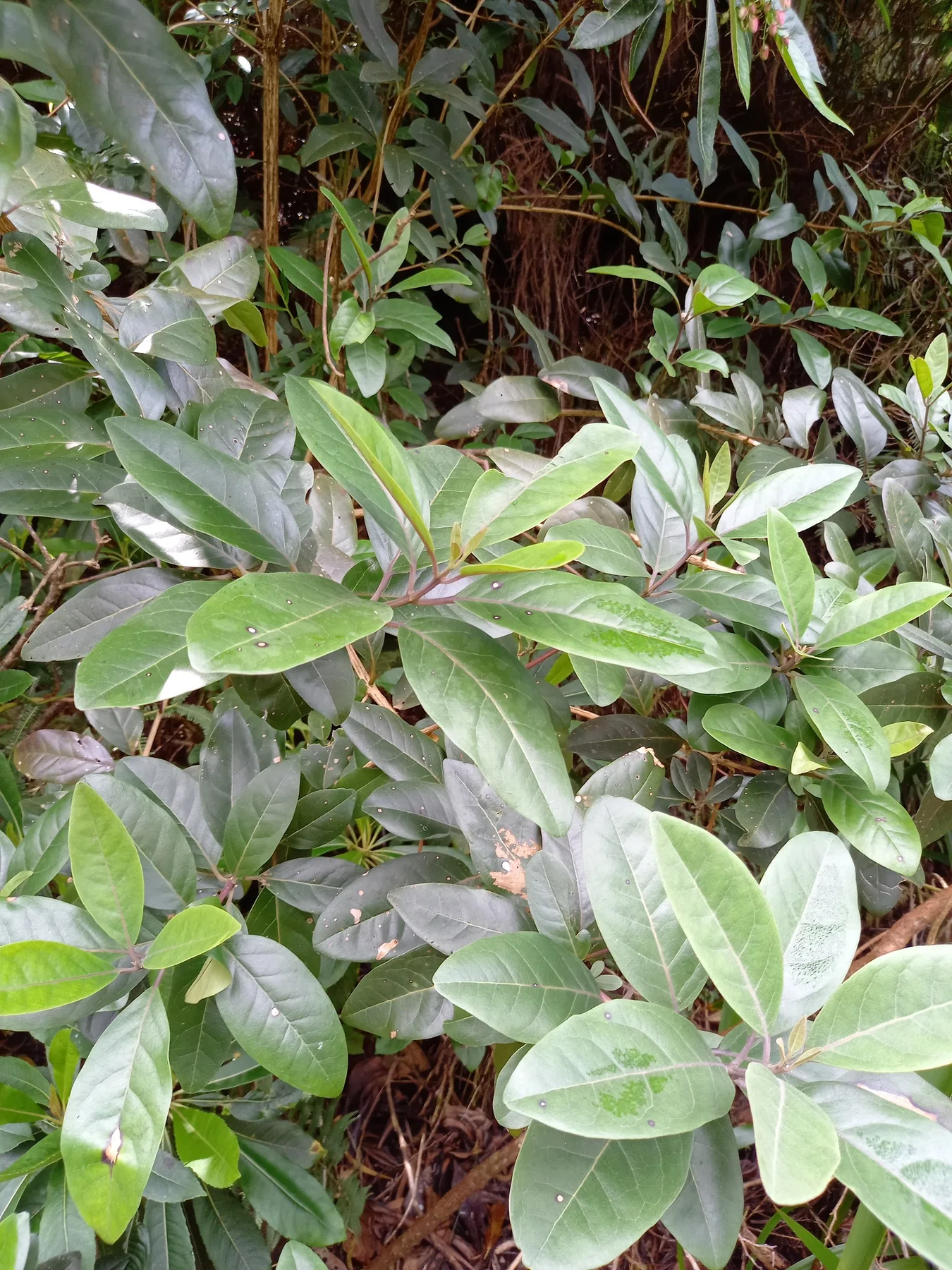 Bwa maigre — photo de terrain