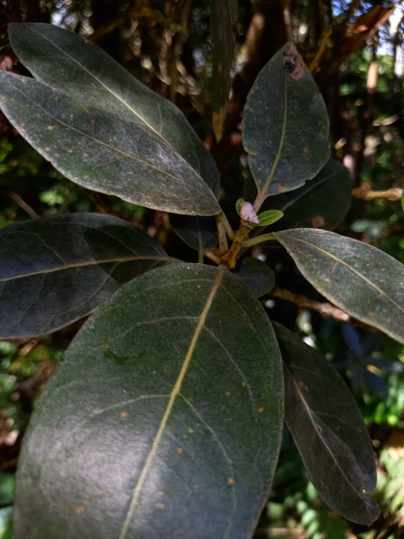 Bwa maigre — photo de terrain