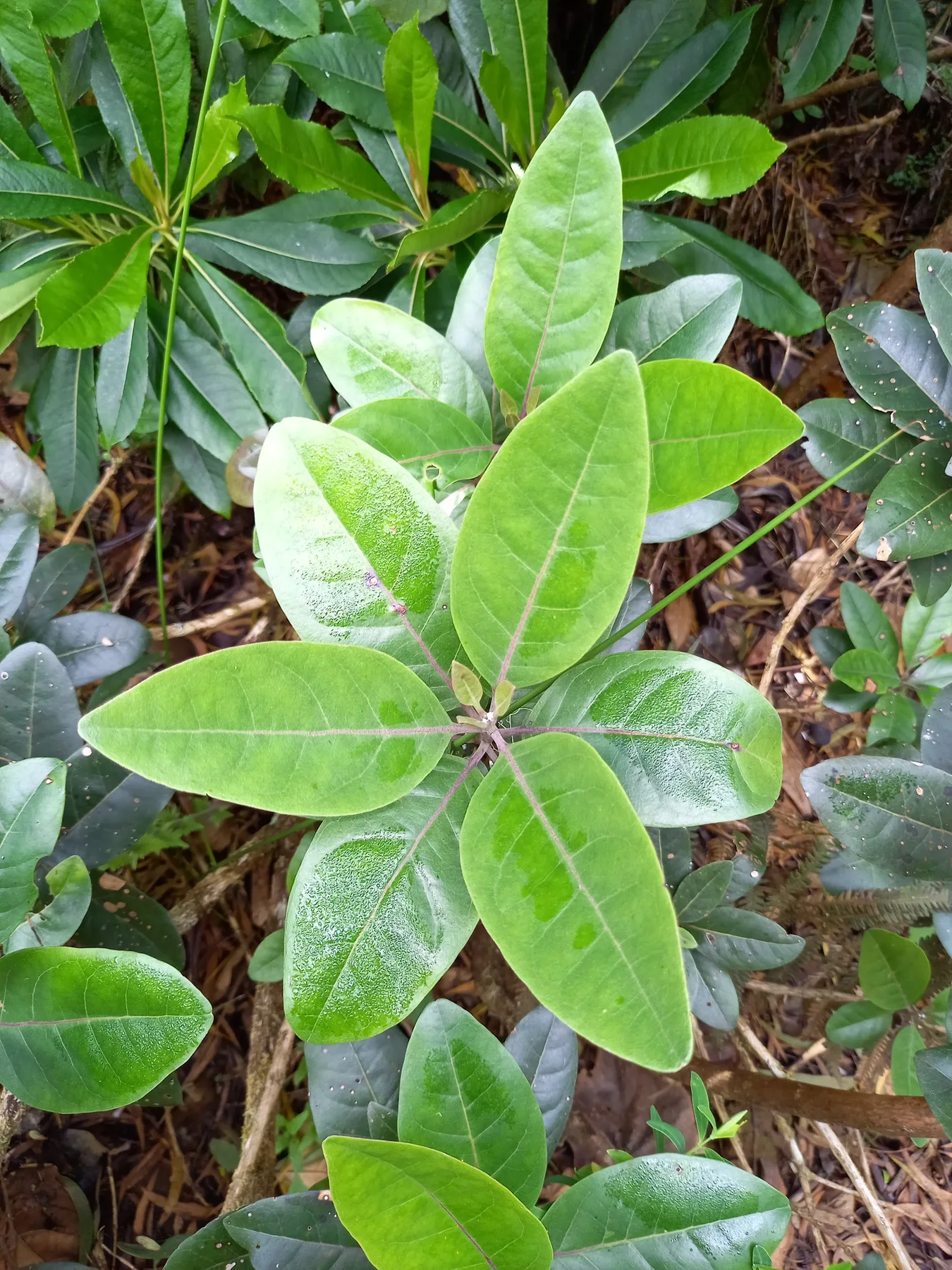 Bwa maigre — photo de terrain