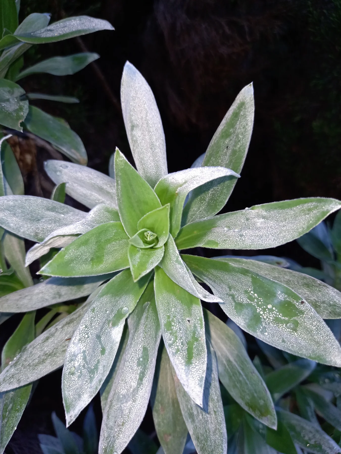 Velours blanc — photo de terrain